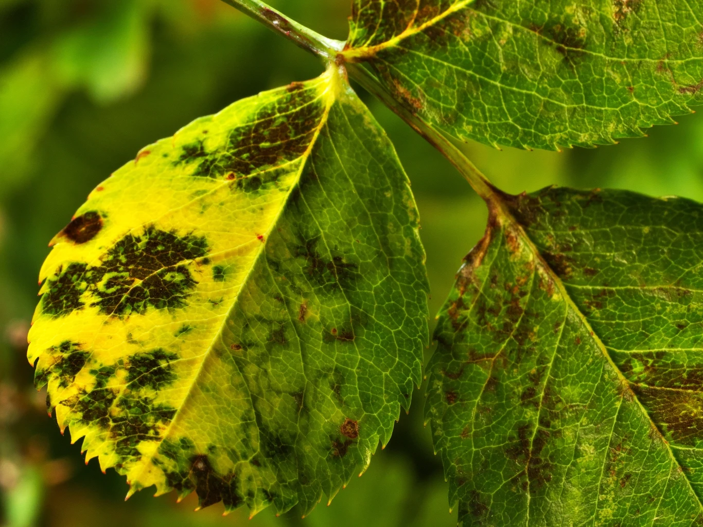 Czarna plamistość róż występuje najczęściej na liściach. 