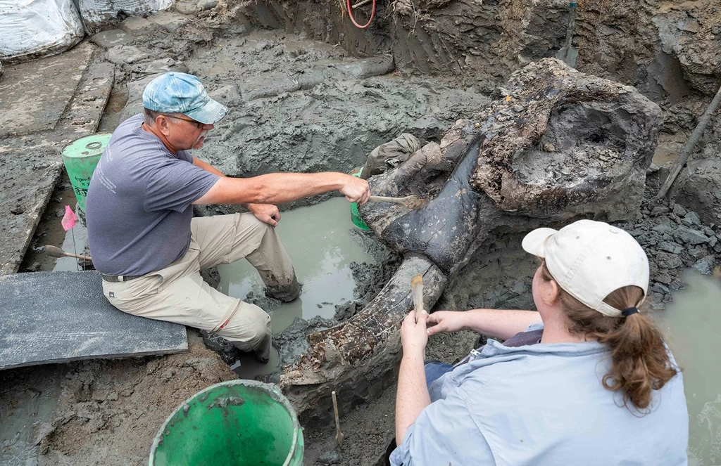 Mastodont sprzed kilkunastu tys. lat. Szczątki mogą wyjaśnić wyginięcie.