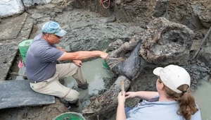 Mastodont sprzed kilkunastu tys. lat. Szczątki mogą wyjaśnić wyginięcie