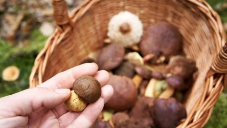 Podczas grzybobrania powinniśmy uważać na grzyby przypominające borowiki 