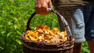 Grzybiarze ruszyli. "Dzisiaj skromne 5 litrów kurek"