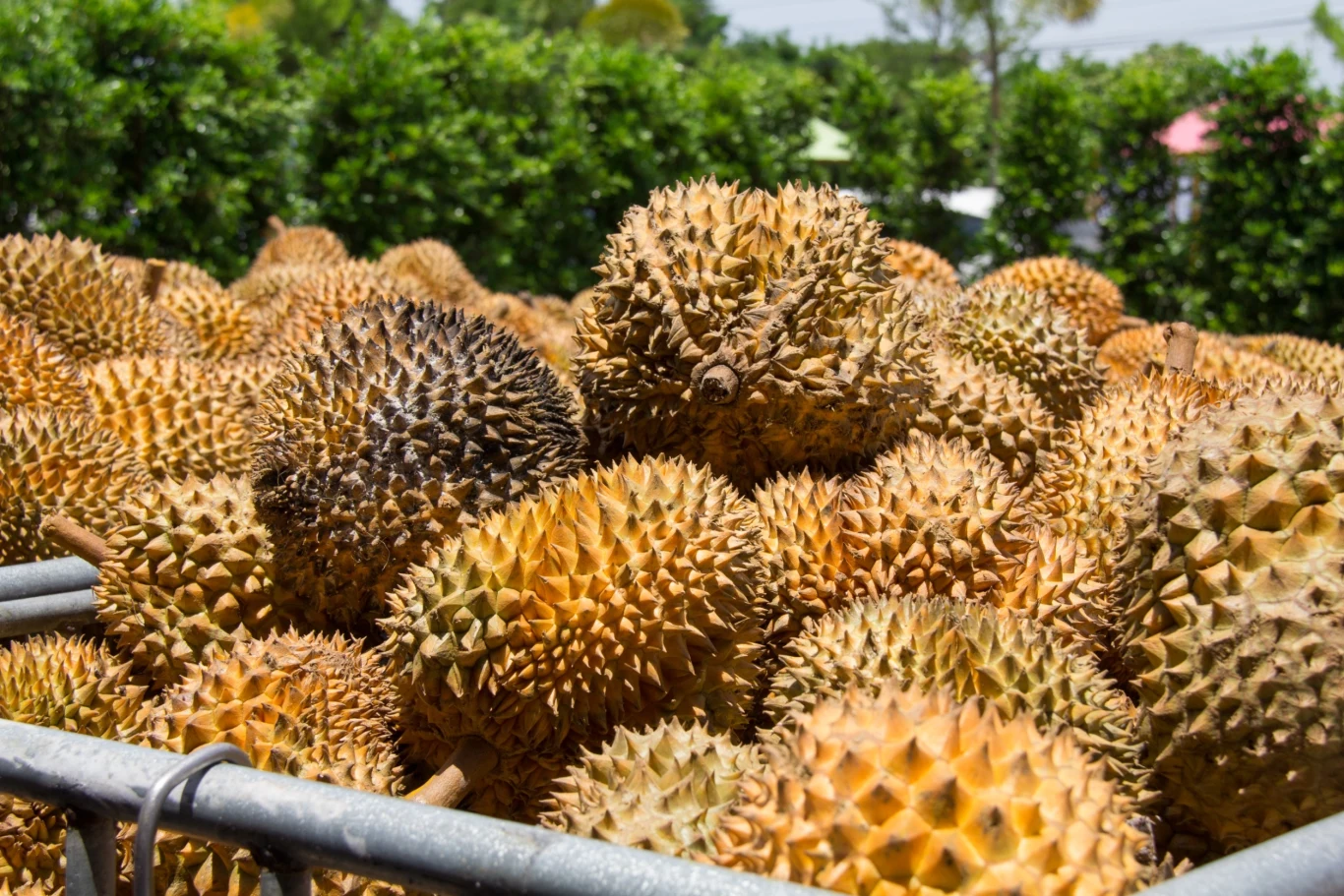 Znany jako król owoców. Jego miąższ jest pełny antyoksydantów i potasu