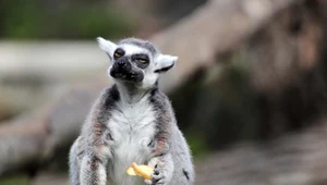 Lemur katta