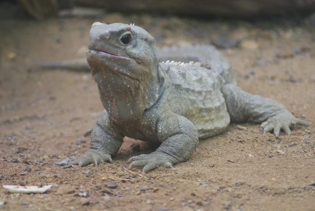 Hatteria czyli tuatara Hatteria czyli tuatara