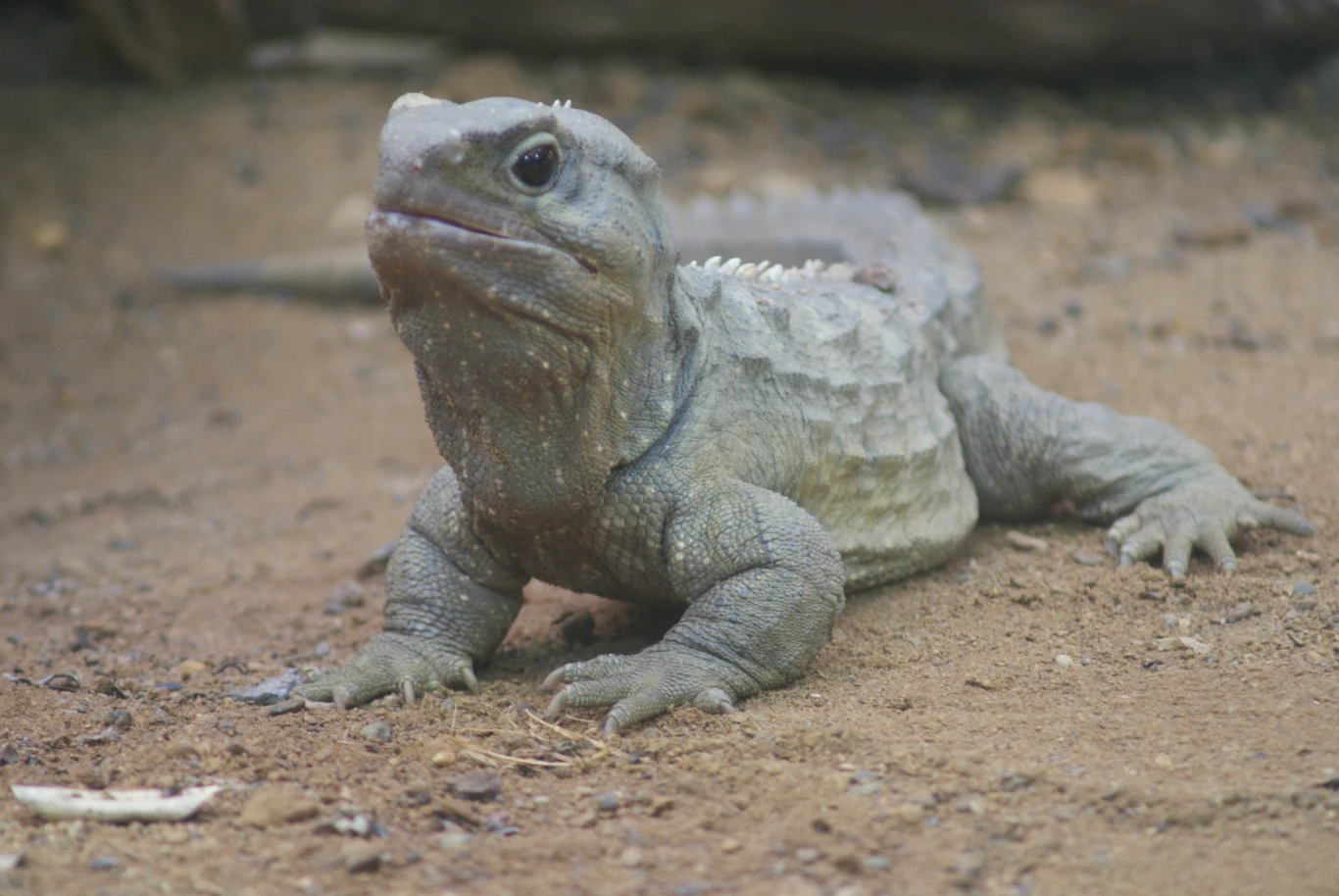 Hatteria czyli tuatara