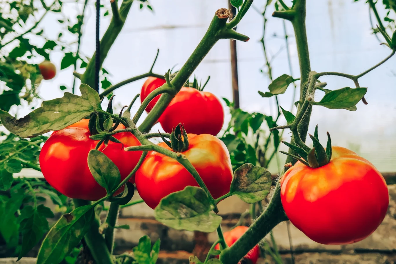 Jak przyspieszyć dojrzewanie pomidorów? Poznaj sprawdzone, naukowe sposoby