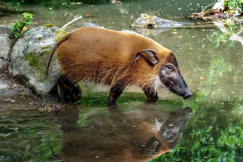 W piątek z zagrody w poznańskim zoo uciekł dzikan rzeczny