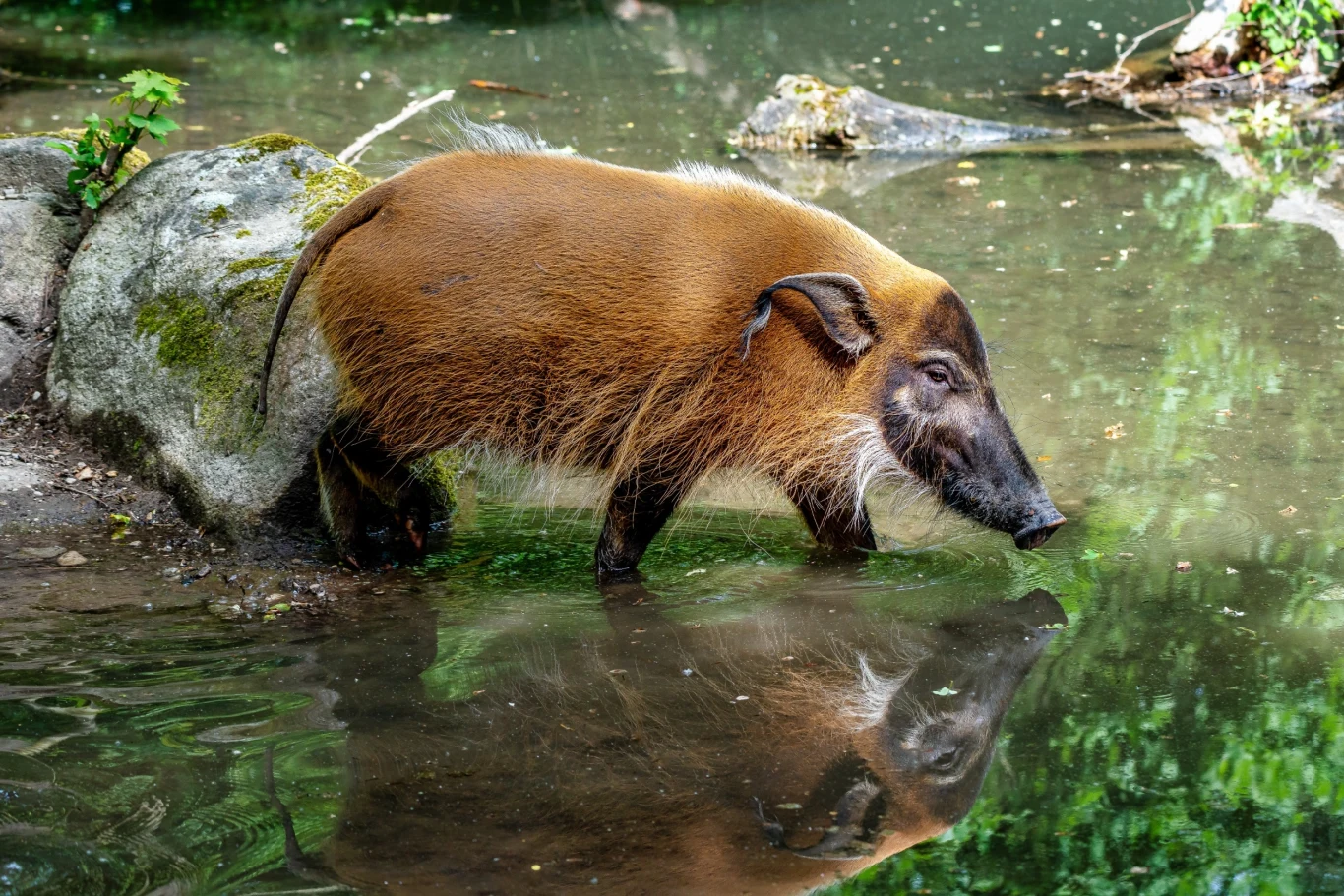 W piątek z zagrody w poznańskim zoo uciekł dzikan rzeczny W piątek z zagrody w poznańskim zoo uciekł dzikan rzeczny