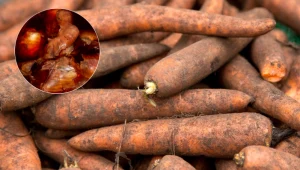 Mój dziadek przechowuje marchewkę w ten sposób. Jest świeża przez całą zimę