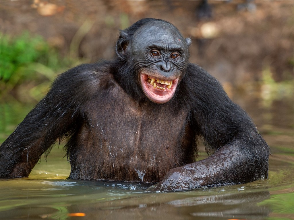 Bonobo, czyli szympans karłowaty podczas kąpieli