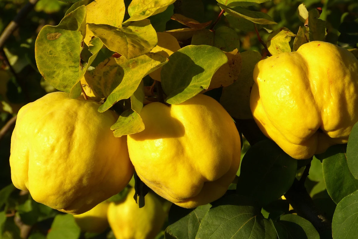 Pigwa pospolita wydaje specyficzne owoce. Są smaczne, ale dopiero po gotowaniu (fot. pixabay) Pigwa pospolita wydaje specyficzne owoce. Są smaczne, ale dopiero po gotowaniu (fot. pixabay)