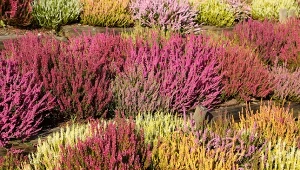 Taką wodą nigdy nie podlewaj wrzosów. Szybko zmarnieją