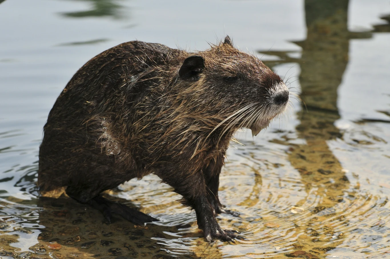 Część dzikich zwierząt uciekła z hodowli prawdopodobnie w latach 60. i to wtedy doszło do ich ekspansji w Polsce