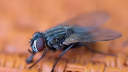 Czy da się skutecznie pozbyć much z domu? Poznaj sprawdzone sposoby