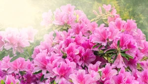 Zrób ten domowy nawóz do azalii. Będą kwitły jak marzenie