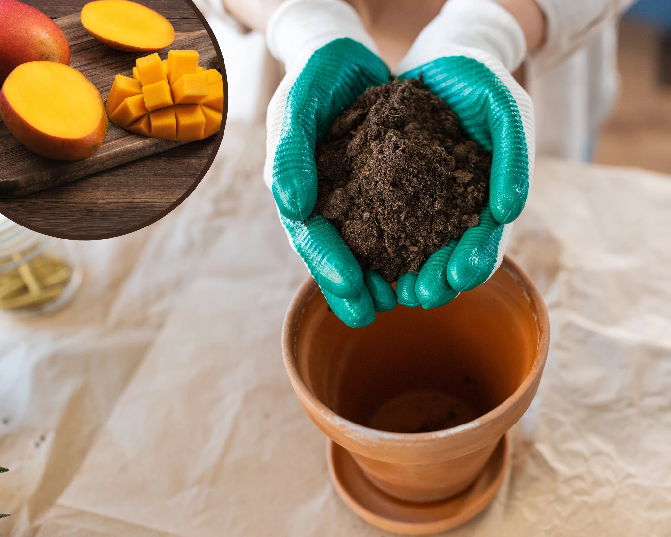 Jak wyhodować mango w domu? Jak wyhodować mango w domu?