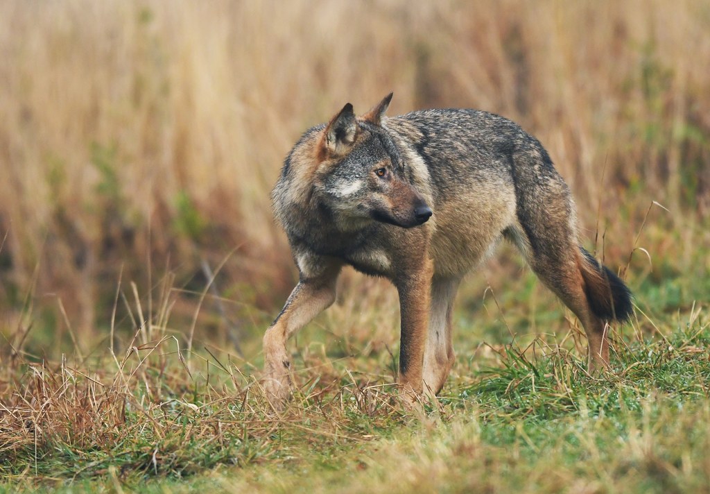 Znowu ktoś zastrzelił wilka w Polsce. Wyznaczono nagrodę