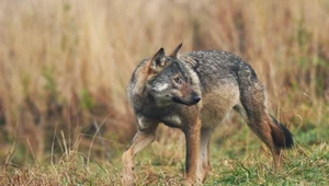 Na nic starania przyrodników. Kolejny wilk zastrzelony. To efekt polowań