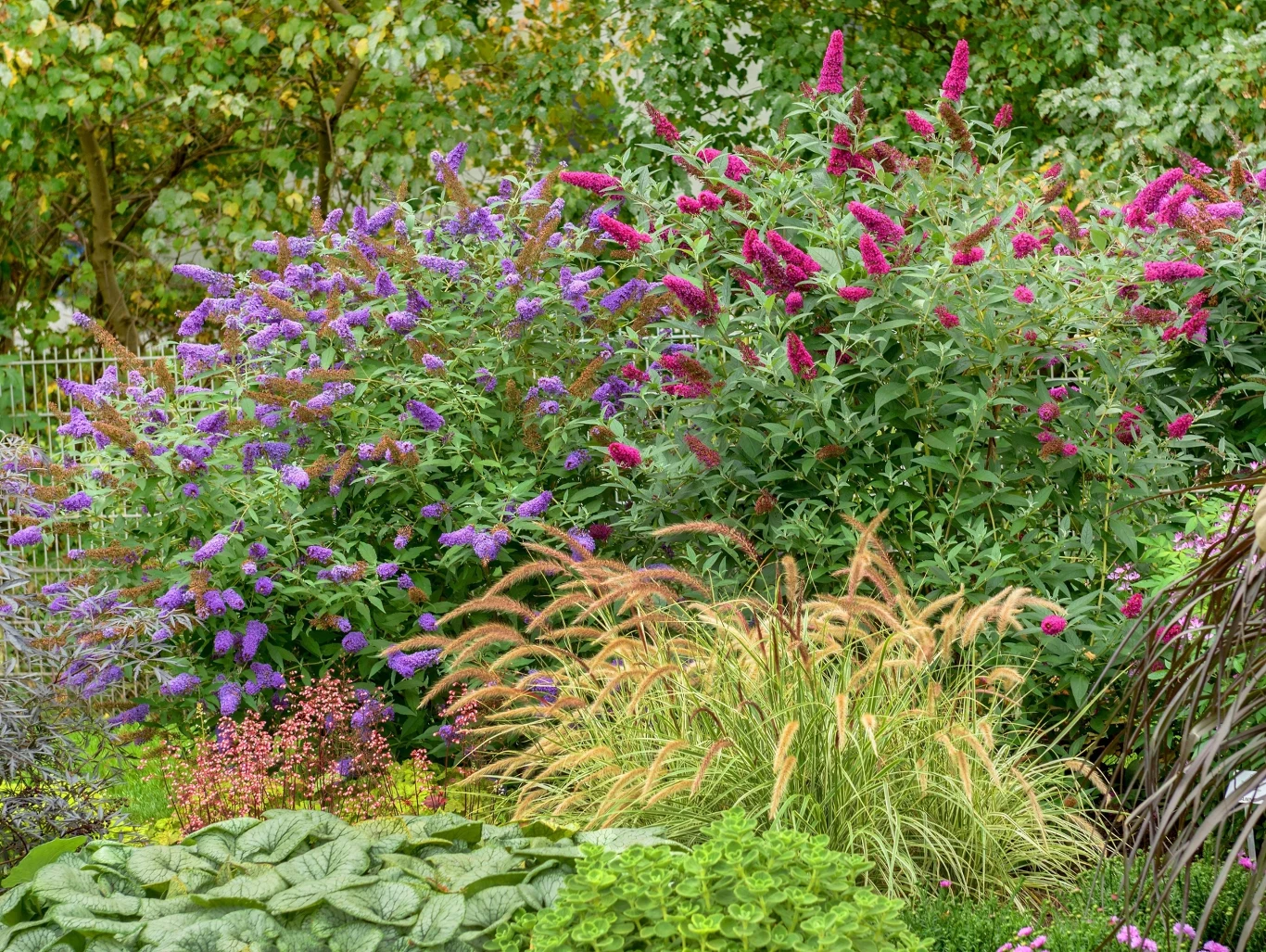 Budleje Dawida potrafią pięknie przyozdobić ogród. Występują w różnych barwach. Warto zdecydować się między innymi na budleję trójkolorową.