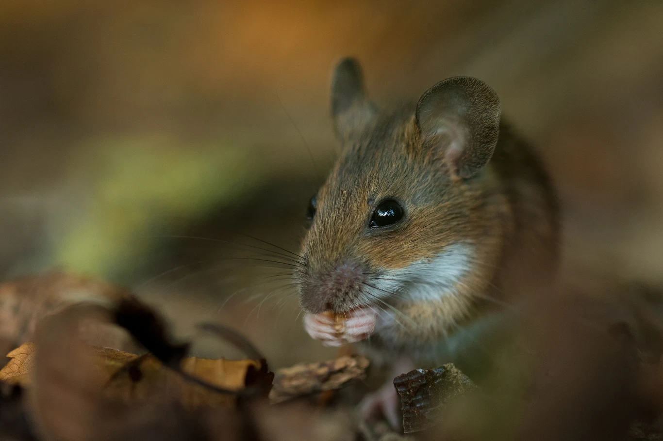 Myszy stały się problemem na wielu izolowanych wyspach