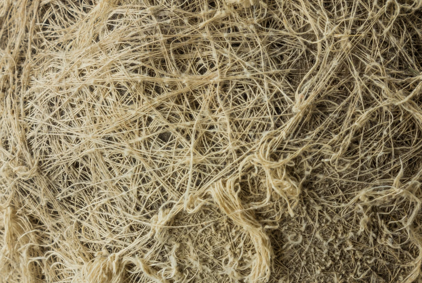 Styropian i wełnę mineralną do ocieplenia budynków mogą zastąpić naturalne włókna lnu oraz konopi Styropian i wełnę mineralną do ocieplenia budynków mogą zastąpić naturalne włókna lnu oraz konopi