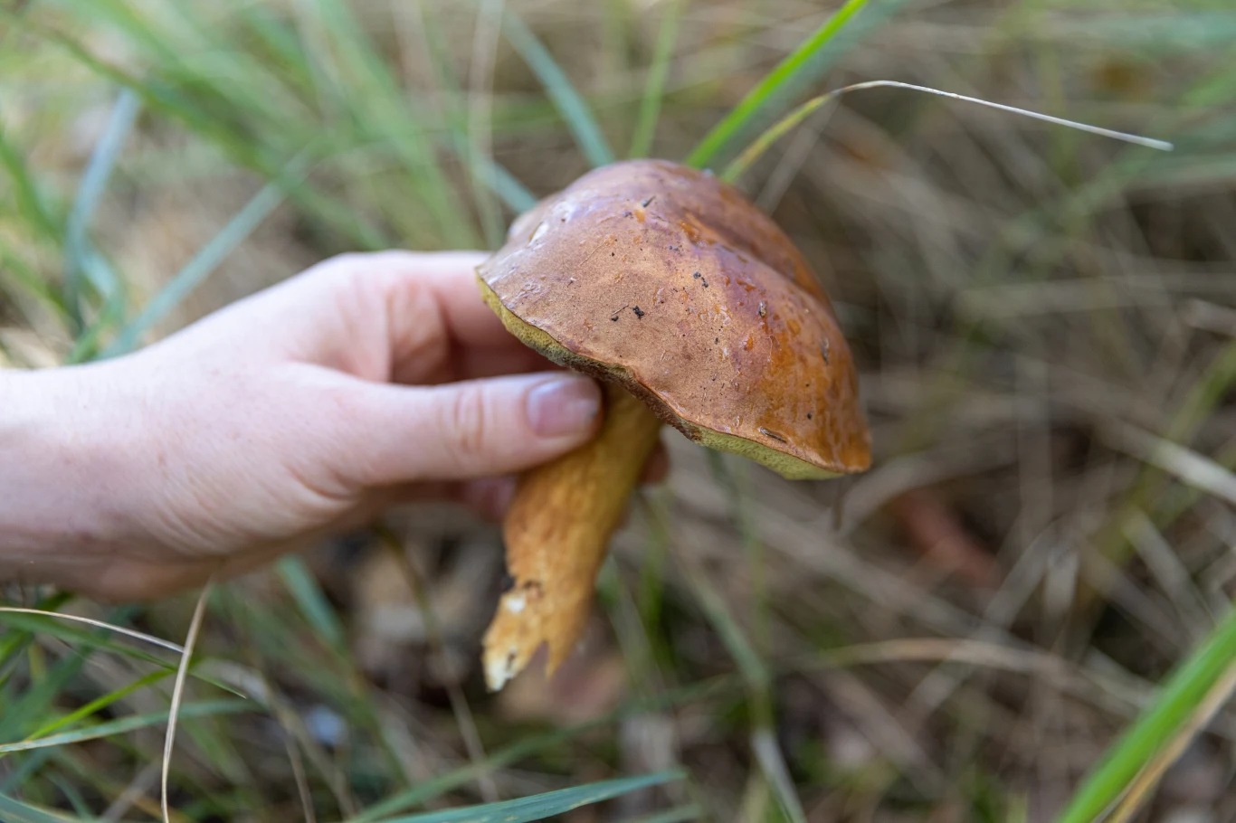 Z pozoru ładne grzyby mogą okazać się robaczywe. Czy warto je zbierać?
