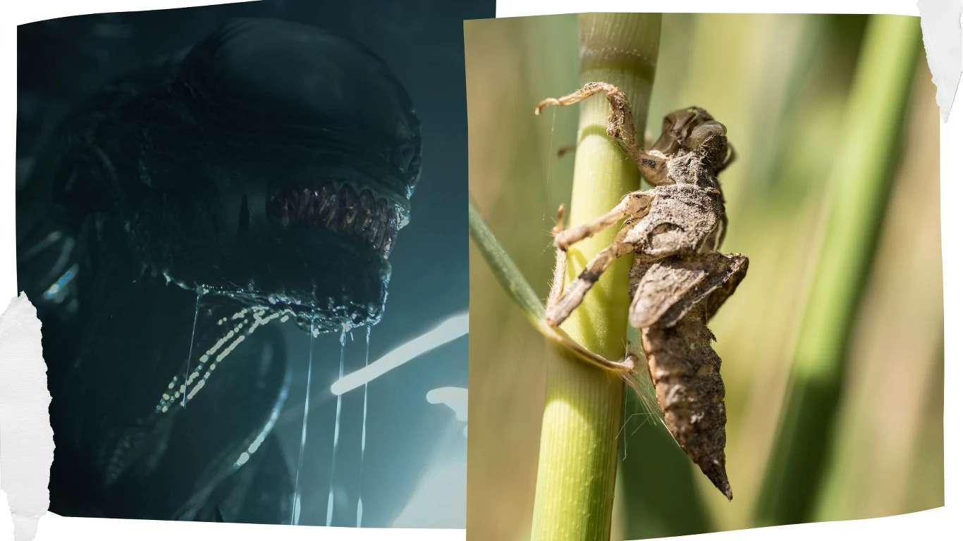 Każdy, kto widział którąś z części "Obcego", wie że ksenomorfy atakujące ludzi w tych filmach dysponowały zabójczymi szczękami, fot. 123RF/PICSEL Każdy, kto widział którąś z części "Obcego", wie że ksenomorfy atakujące ludzi w tych filmach dysponowały zabójczymi szczękami, fot. 123RF/PICSEL