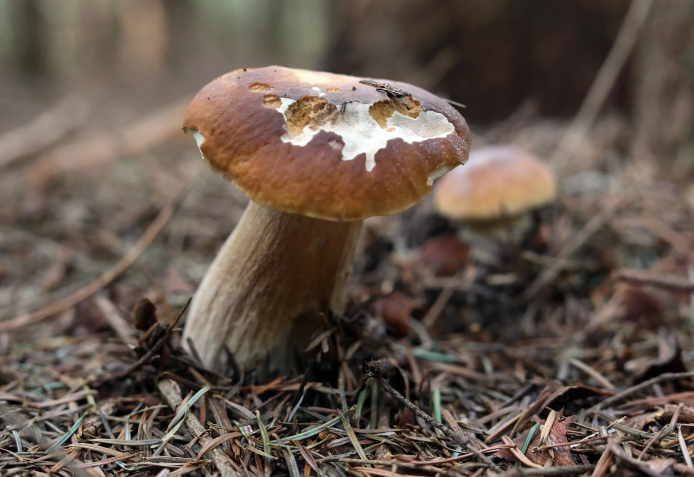 Robaczywe lub widocznie nadgryzione grzyby lepiej nie zbierać, tylko pozostawić w lesie. 