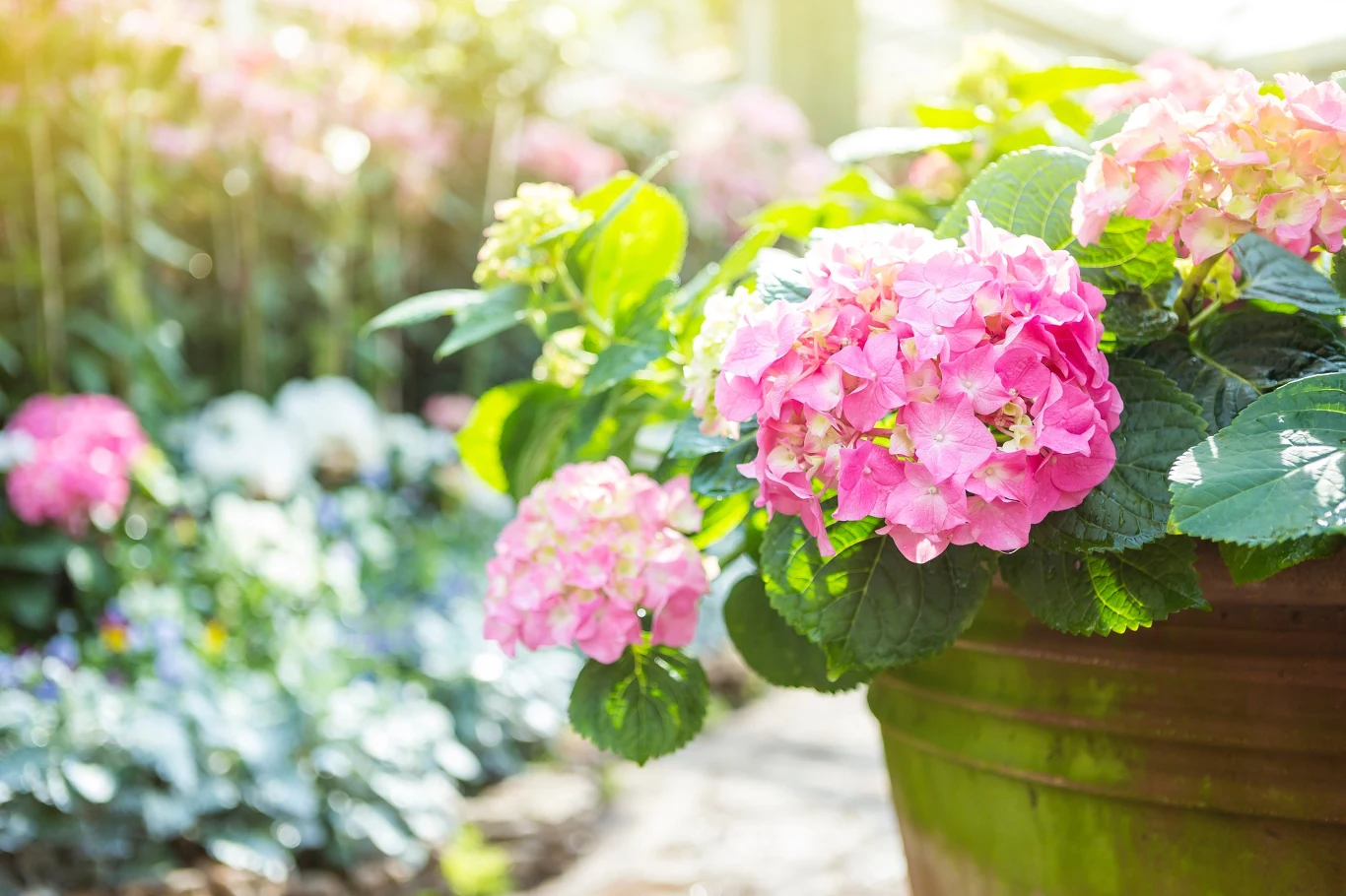 Prawidłowo przezimowanie hortensje doniczkowe odwdzięczą się obfitym kwitnieniem w przyszłym sezonie. 
