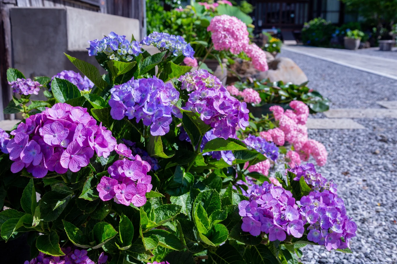 Czym nawozić hortensje pod koniec sezonu? Czym nawozić hortensje pod koniec sezonu?