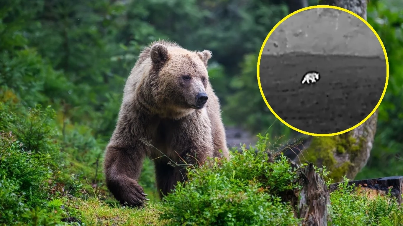 Niedźwiedź w Pienińskim Parku Narodowym Niedźwiedź w Pienińskim Parku Narodowym