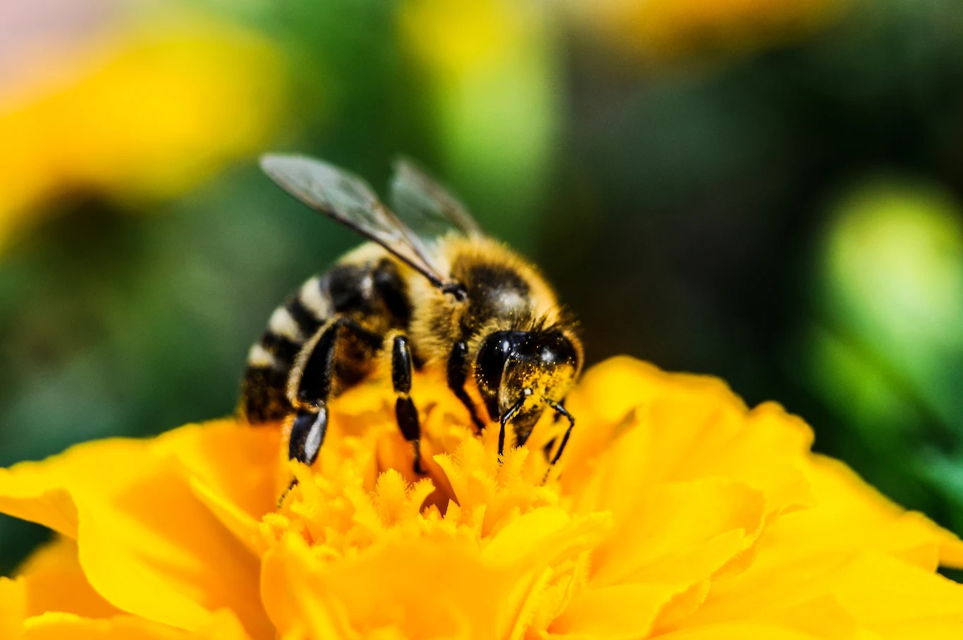 Pszczoły są niezbędne w rolnictwie