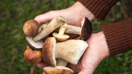 Grzyby. Lepiej wycinać czy wykręcać?