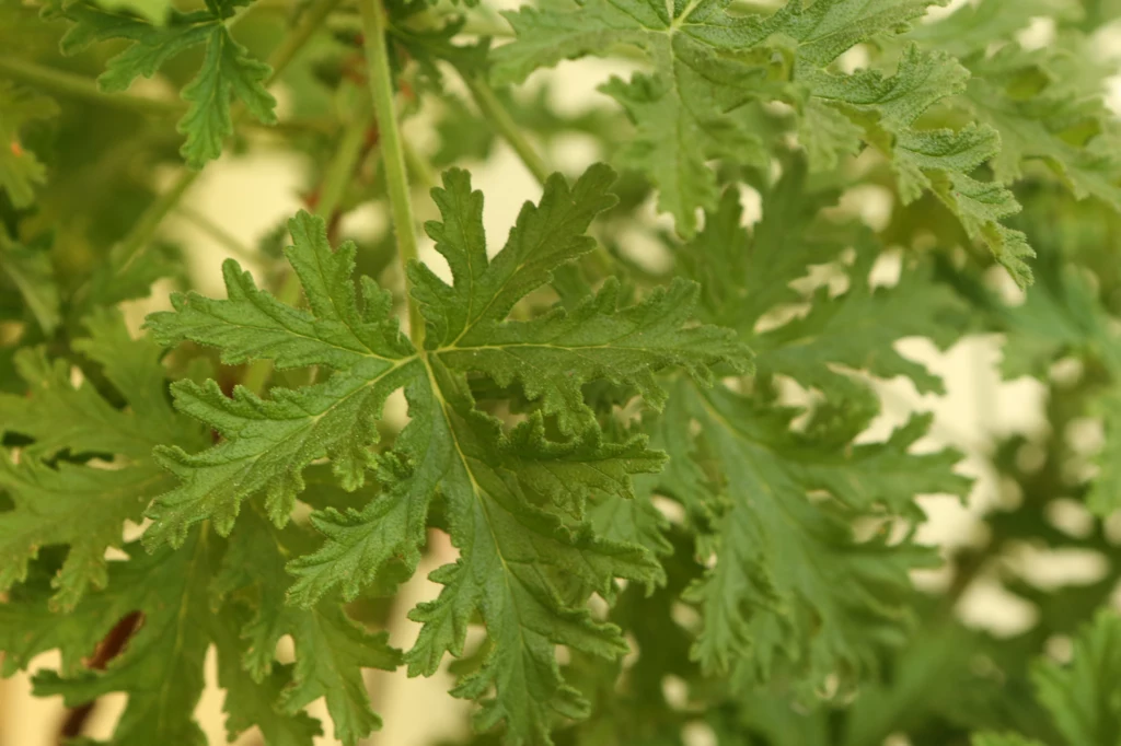 Domowy sposób na ból ucha? Wystarczy włożyć do niego kawałek liścia geranium (fot. Getty Images)