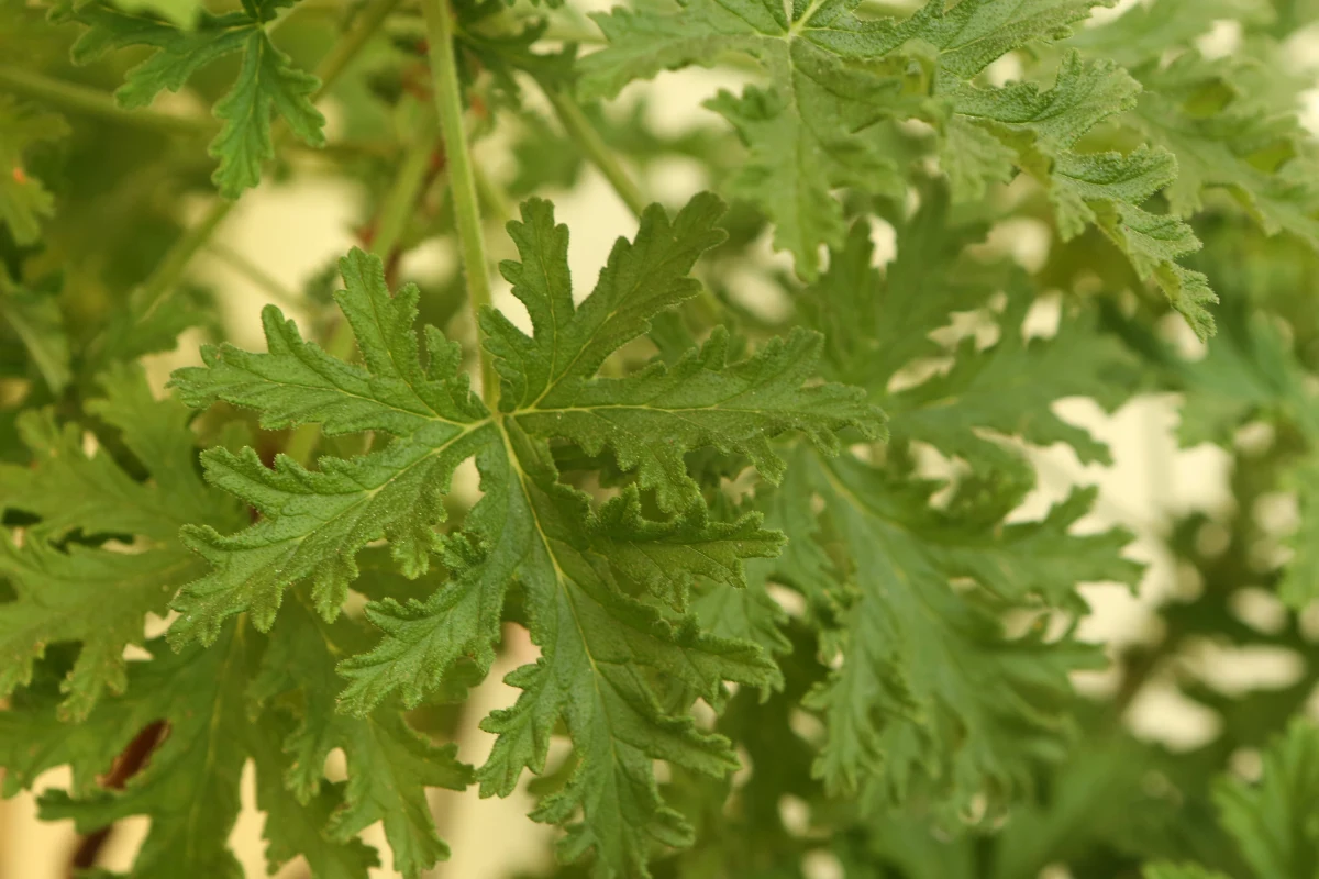 Domowy sposób na ból ucha? Wystarczy włożyć do niego kawałek liścia geranium (fot. Getty Images) Domowy sposób na ból ucha? Wystarczy włożyć do niego kawałek liścia geranium (fot. Getty Images)
