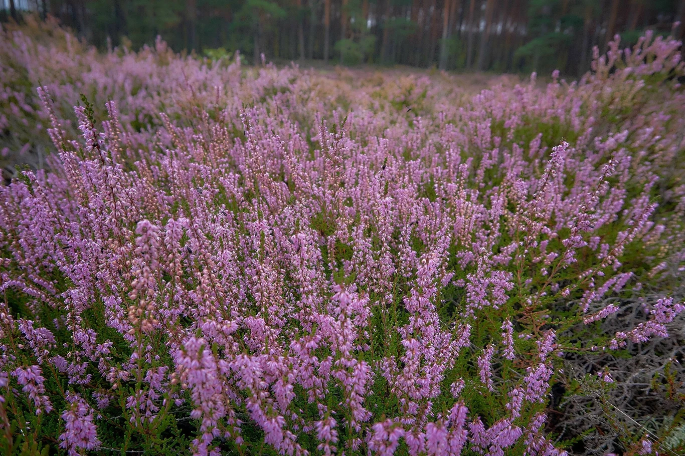 Wrzosowiska na Dolnym Śląsku - i nie tylko - robią ogromne wrażenie i zwiastują jesień