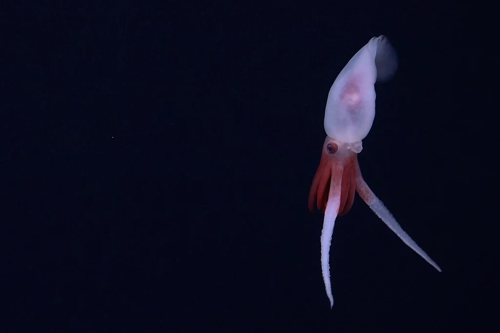 To pierwsze nagranie żywej kałamarnicy Promachoteuthis. Do tej pory rodzaj kałamarnicy charakteryzowano tylko na podstawie martwych próbek znalezionych w sieciach.