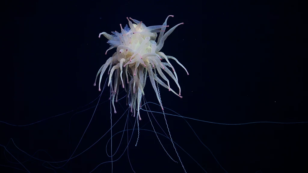 Bathyphysa conifera, znany jako latający potwór spaghetti