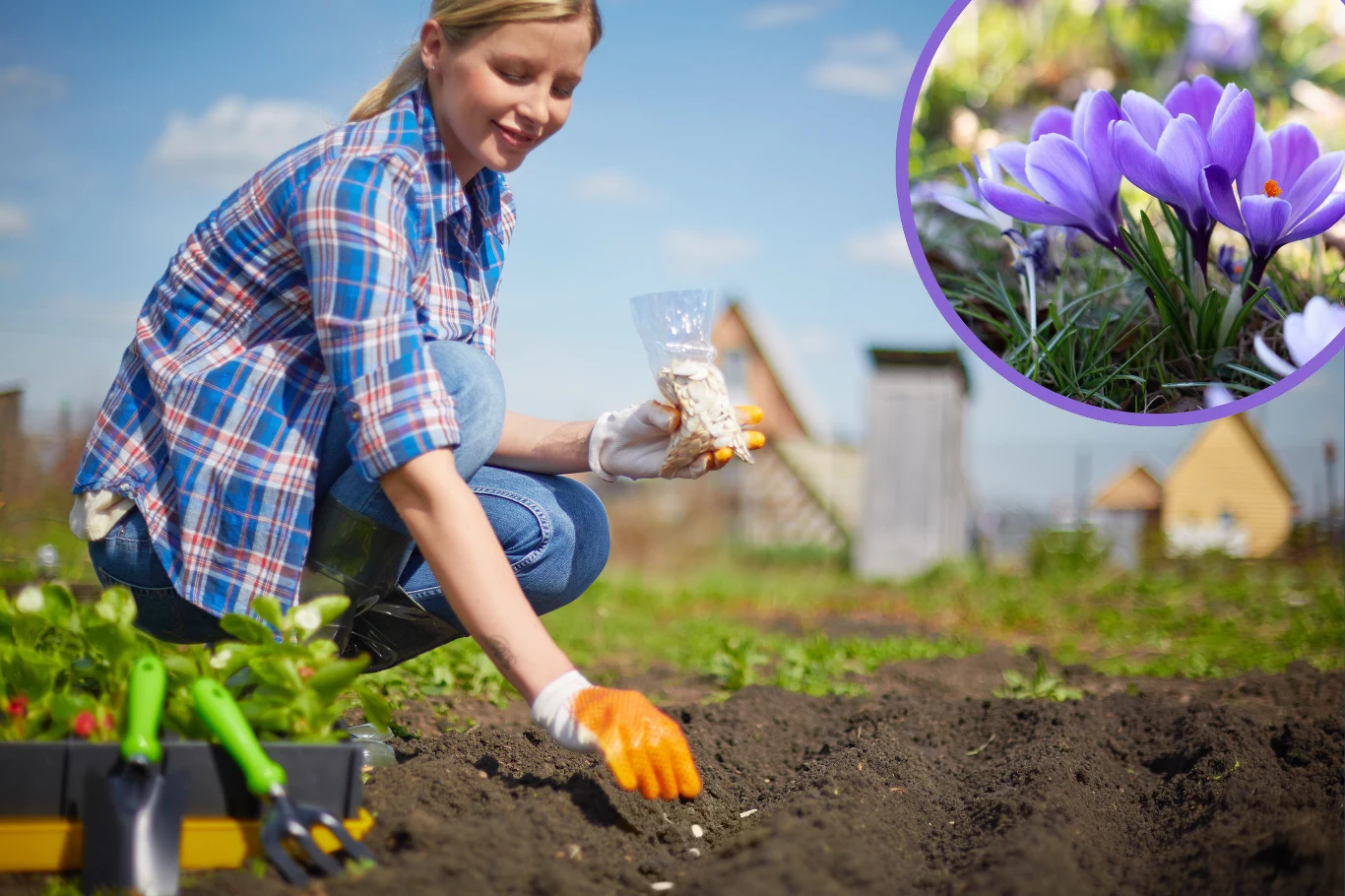 Kiedy sadzić krokusy w ogrodzie? Zbliża się odpowiedni termin.