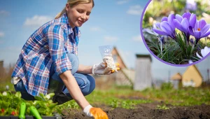 Zbliża się termin sadzenia krokusów. Nie przegap go, by mieć ogród pełen kwiatów 