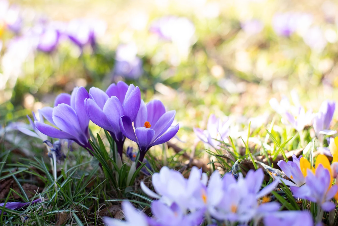 Teraz jest dobry moment na zasadzenie krokusów, aby móc się nimi cieszyć wiosną.