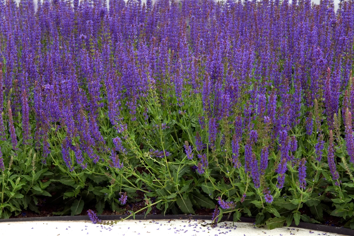 Wystarczy przycinać szałwię omszoną, a może zakwitnąć dwukrotnie (fot. Getty Images)