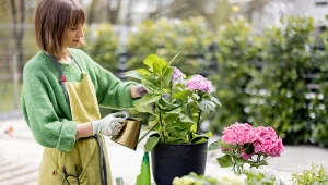Możesz podlewać rośliny dwa razy rzadziej. Wystarczy, że wrzucisz to do doniczki