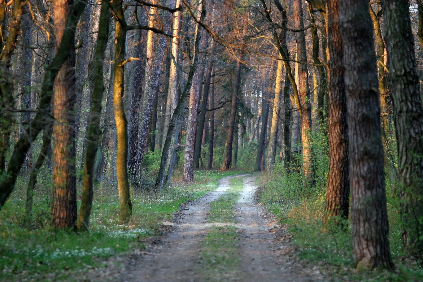 Puszcza Niepołomicka to wyjątkowy kompleks leśny, oferujący liczne możliwości aktywnego wypoczynku. To doskonałe miejsce na rowerowe przejażdżki.