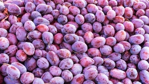 Widzisz taki nalot na śliwkach? Sprawdź, czy można je jeść