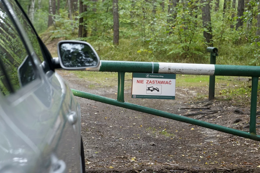 Czy można dostać mandat za wjazd samochodem do lasu?