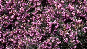 Wrzosiec delikatny — jesienna roślina mylona z wrzosem. Uprawa wrzośca