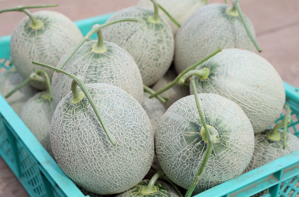 Odmiana melona Yuburi King była do tej pory uprawiana w Japonii. Teraz jeden z najdroższych owoców na świecie, którego cena za sztukę osiąga kilka tysięcy euro jest hodowany we Włoszech Odmiana melona Yuburi King była do tej pory uprawiana w Japonii. Teraz jeden z najdroższych owoców na świecie, którego cena za sztukę osiąga kilka tysięcy euro jest hodowany we Włoszech