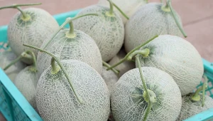 Odmiana melona Yuburi King była do tej pory uprawiana w Japonii. Teraz jeden z najdroższych owoców na świecie, którego cena za sztukę osiąga kilka tysięcy euro jest hodowany we Włoszech