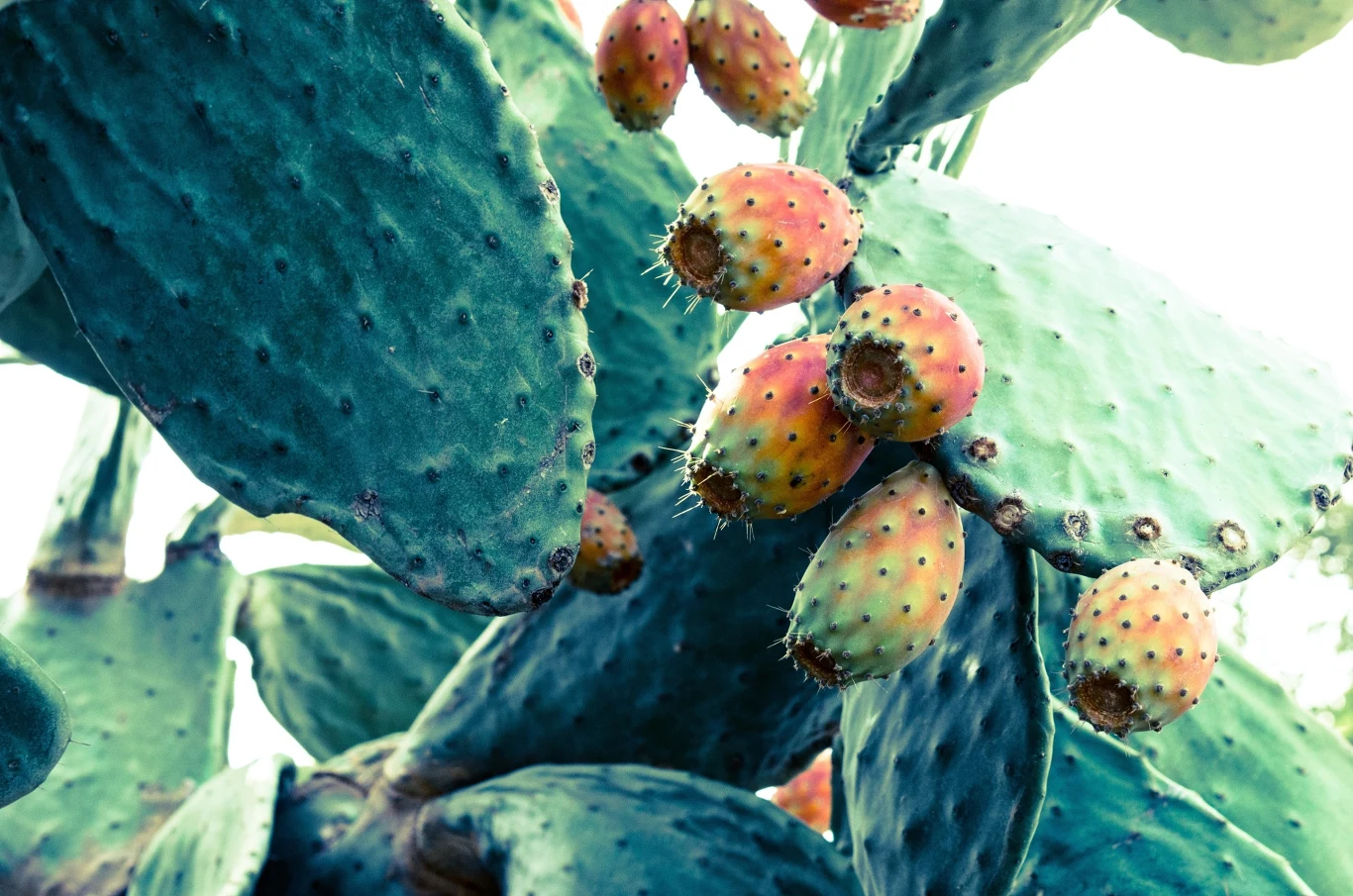 Olejek z opuncji figowej pozyskuje się z roślin z rodziny kaktusowatych, pochodzących z Meksyku. 